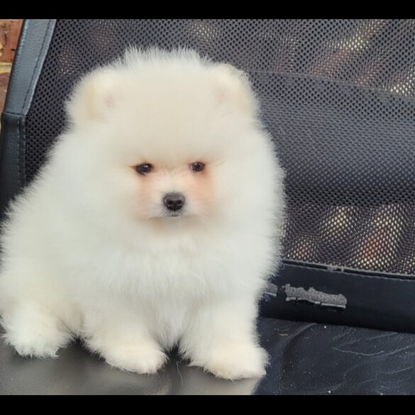 Pomeranian - Both
