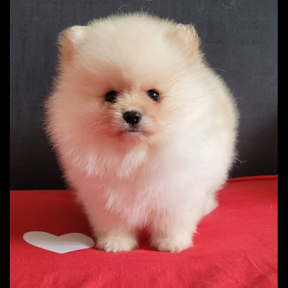 Pomeranian - Both
