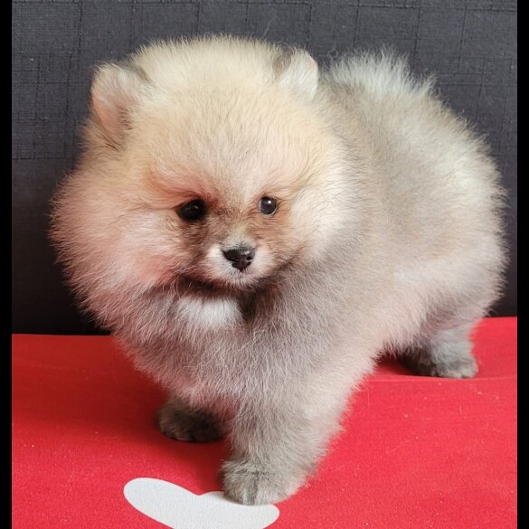 Pomeranian - Both