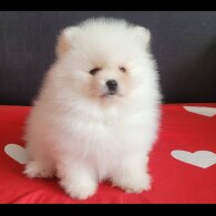 Pomeranian - Both