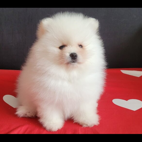Pomeranian - Both