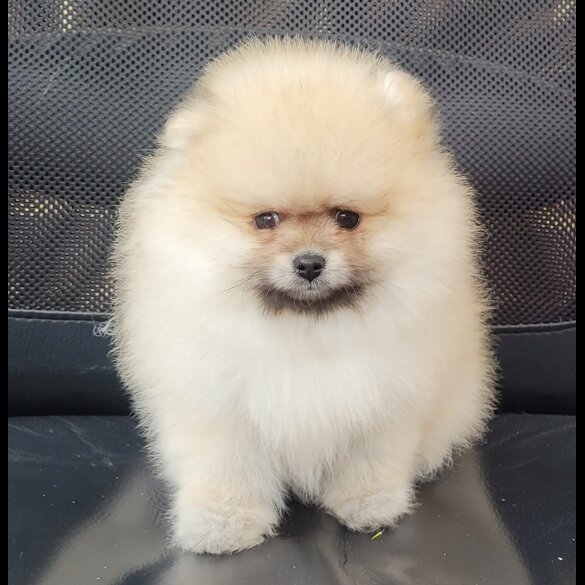 Pomeranian - Both