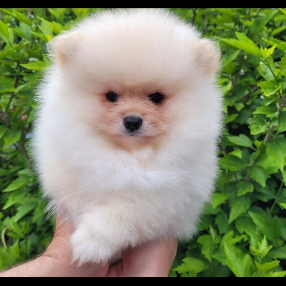 Pomeranian - Both