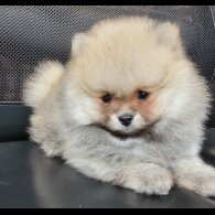 Pomeranian - Both