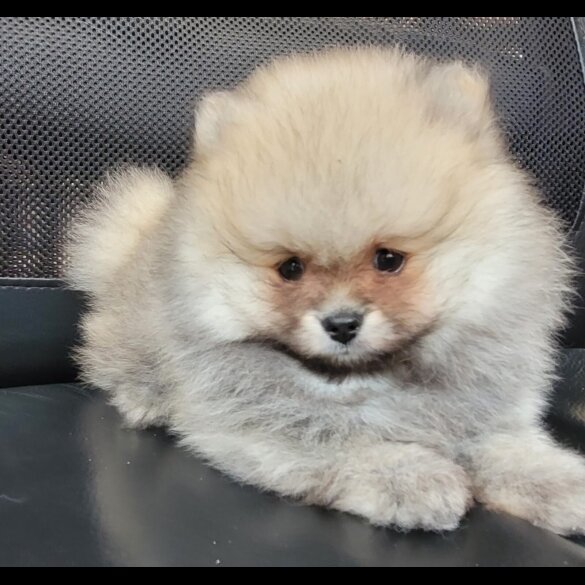 Pomeranian - Both
