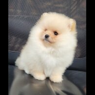 Pomeranian - Both