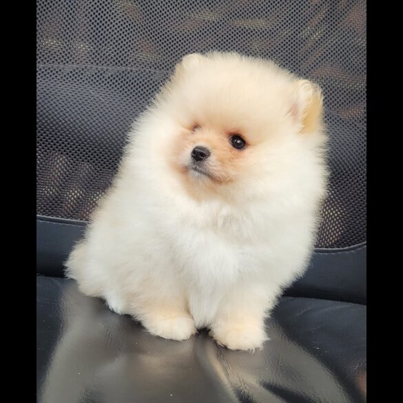 Pomeranian - Both