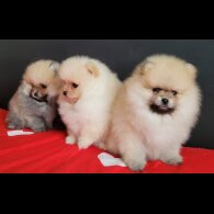 Pomeranian - Both