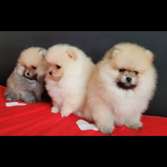 Pomeranian - Both