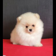 Pomeranian - Both