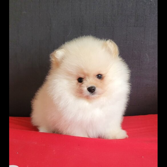 Pomeranian - Both