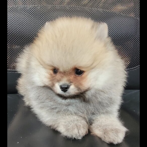 Pomeranian - Both