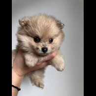 Pomeranian - Dogs