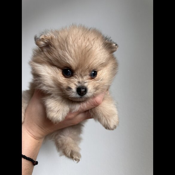 Pomeranian - Dogs
