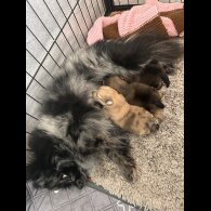 Pomeranian - Dogs