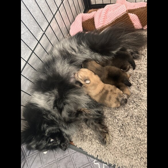 Pomeranian - Dogs
