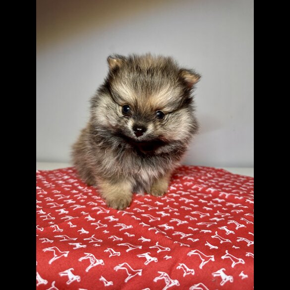 Pomeranian - Dogs