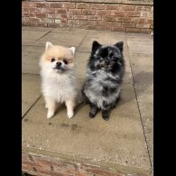 Pomeranian - Dogs