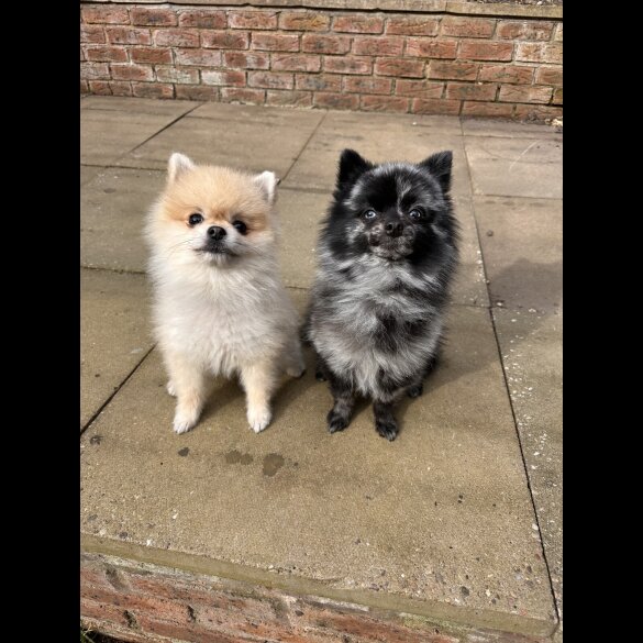 Pomeranian - Dogs