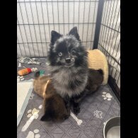 Pomeranian - Dogs
