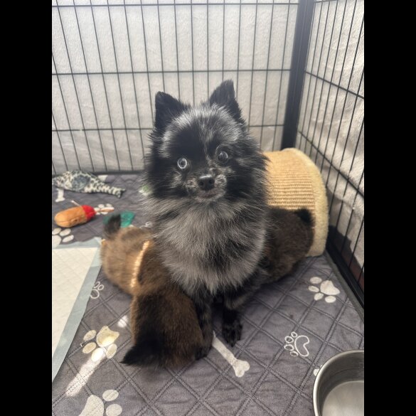 Pomeranian - Dogs