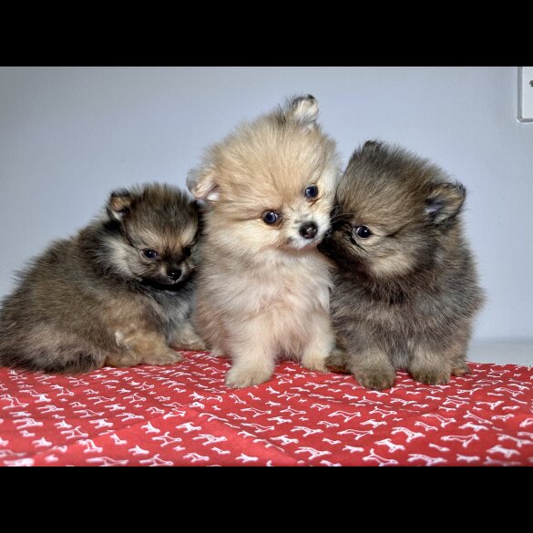Pomeranian - Dogs