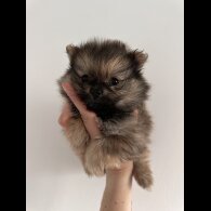 Pomeranian - Dogs
