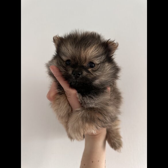 Pomeranian - Dogs