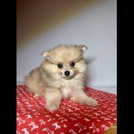 Pomeranian - Dogs