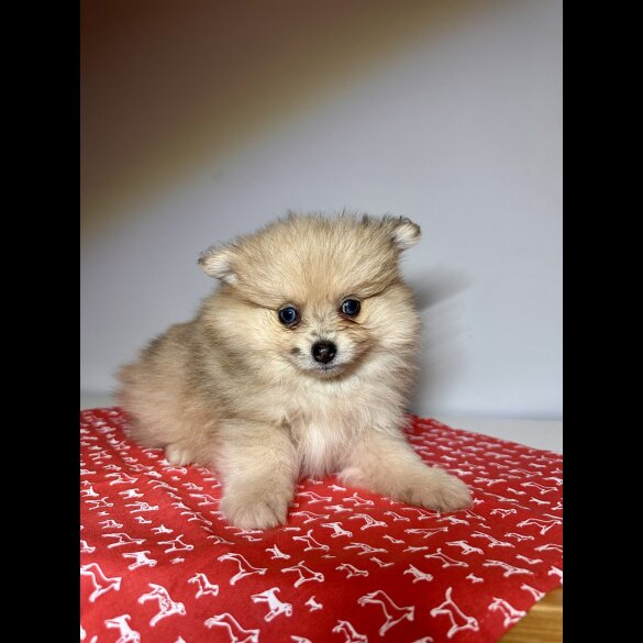 Pomeranian - Dogs