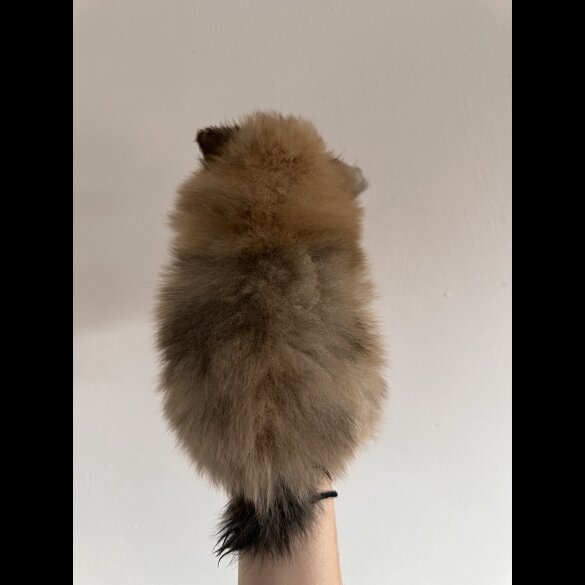 Pomeranian - Dogs