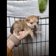 Pomeranian - Dogs