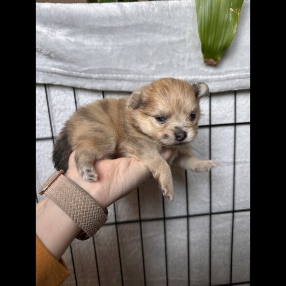 Pomeranian - Dogs
