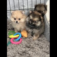 Pomeranian - Dogs