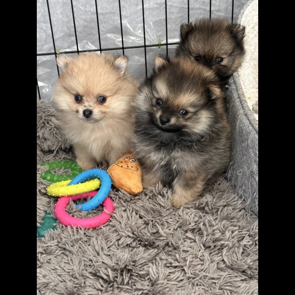 Pomeranian - Dogs