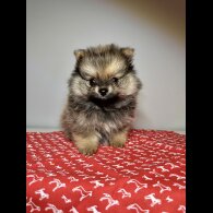 Pomeranian - Dogs