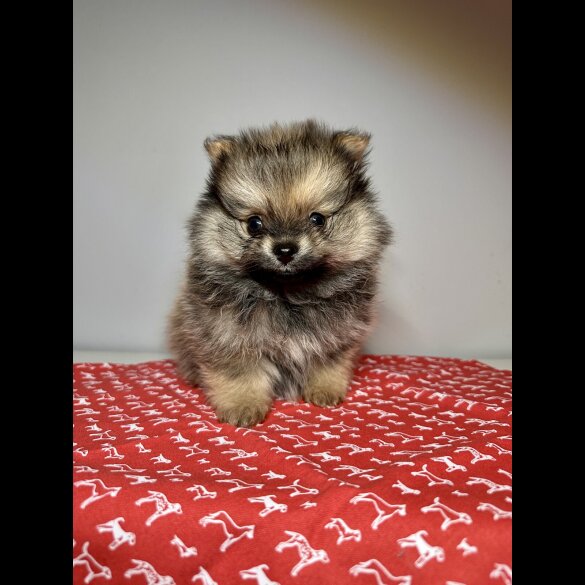 Pomeranian - Dogs