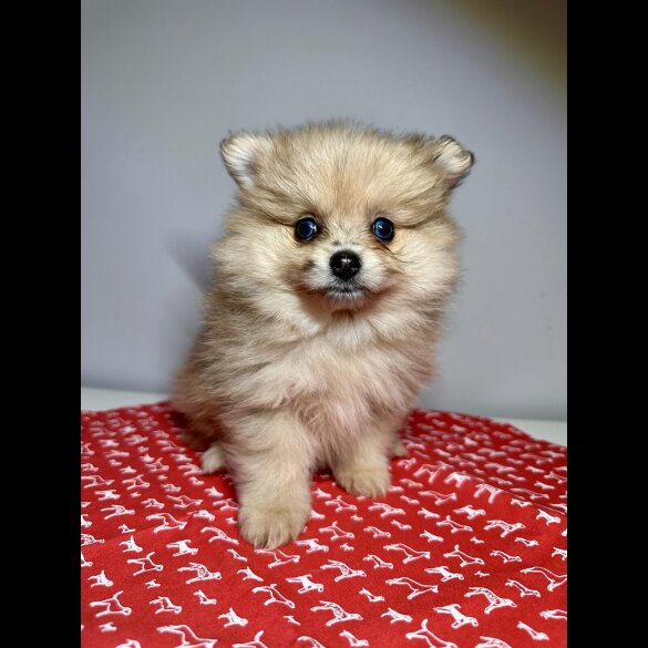 Pomeranian - Dogs