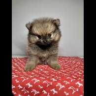 Pomeranian - Dogs