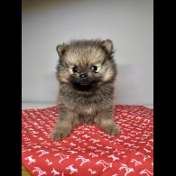 Pomeranian - Dogs