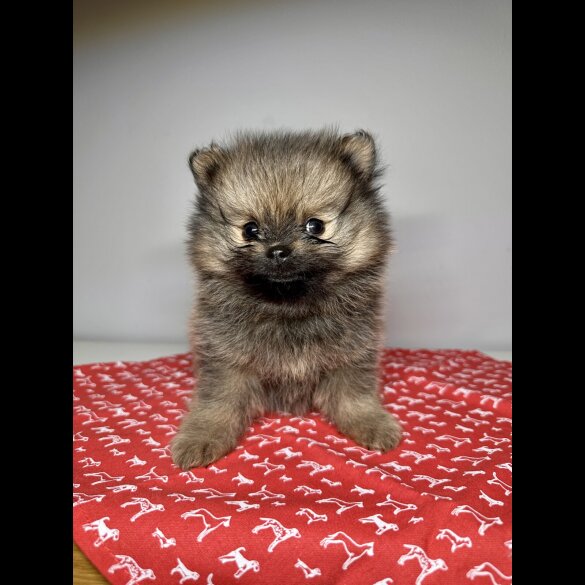 Pomeranian - Dogs