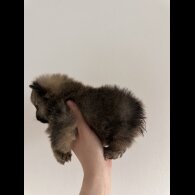 Pomeranian - Dogs