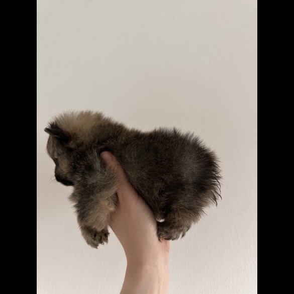 Pomeranian - Dogs