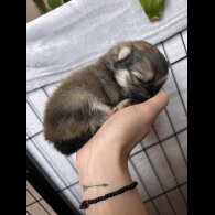 Pomeranian - Dogs