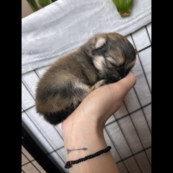 Pomeranian - Dogs