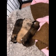 Pomeranian - Dogs