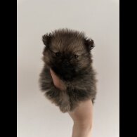Pomeranian - Dogs