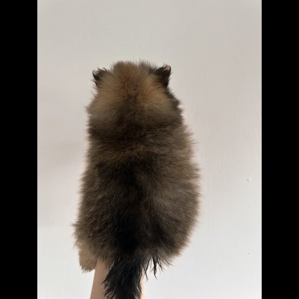 Pomeranian - Dogs
