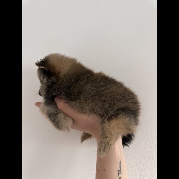 Pomeranian - Dogs