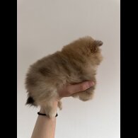 Pomeranian - Dogs